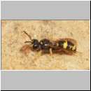 Cerceris rybyensis - Knotenwespe 25 9mm.jpg